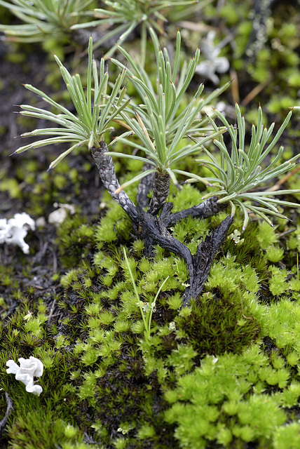 Borya constricta Churchill