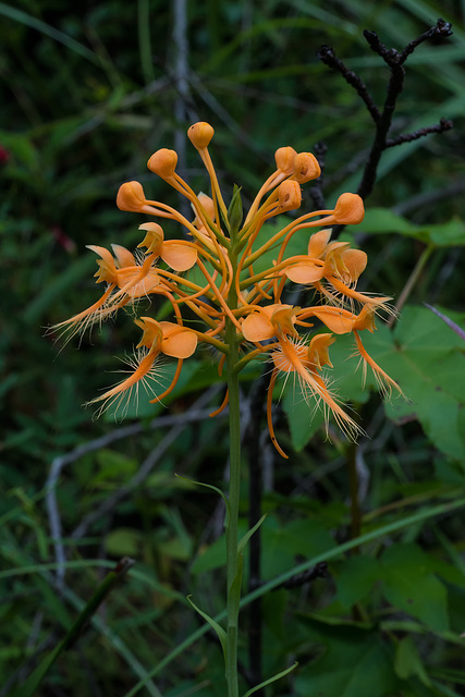 Platanthera ciliaris (Yellow Fringed orchid)