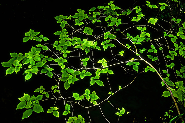 Summer Leaves in Lathkill Dale   /   July 2018