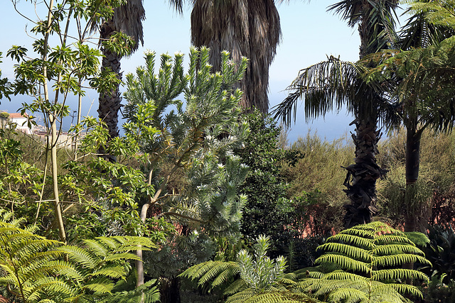 Funchal - Der "Jardim Tropical Monte Palace" (13)