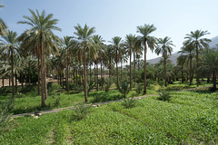 Palm Trees In Rustaq