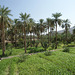 Palm Trees In Rustaq