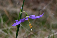 Grass Widow