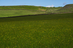 A field full of Buttercups