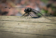 dragonfly