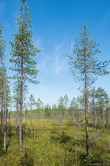 eine kleine Wanderung in der Region von Suomussalmi (© Buelipix)