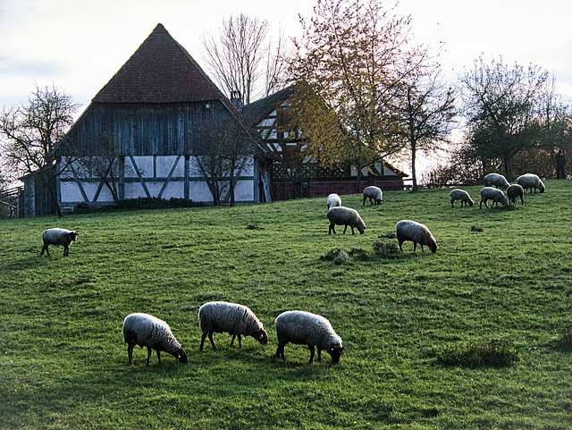 Wiesenpfleger