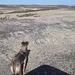 Abutres comendo uma ovelha, fimado pelo Américo