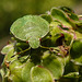 20210822 2509CPw [D~LIP] Grüne Stinkwanze (Palomena prasina) [Nymphe], Kleiner Wiesenknopf (Sanguisorba minor), Bad Salzuflen