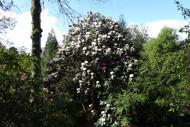 Glenarn Gardens