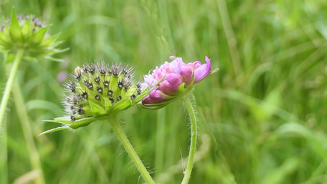 Flore d'Auvergne....