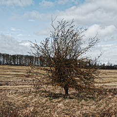 20250330_Wanderung Elbingerode