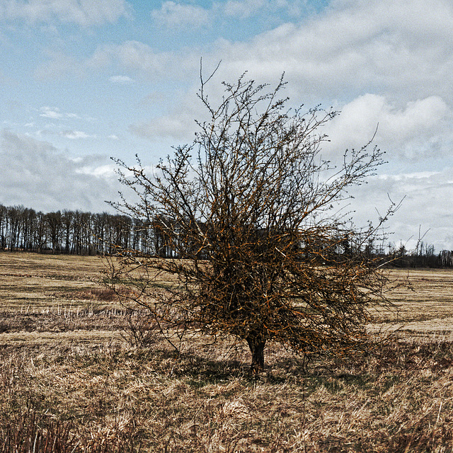 20250330_Wanderung Elbingerode