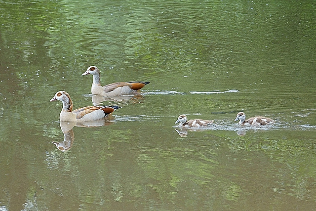 Nilgänse auf der Rhume mit Nachwuchs Nilgänse auf der Rhume mit Nachwuchs