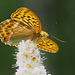 P7060082