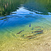Weitsee (Bavaria)