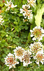 Clover Blooming.
