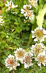 Clover Blooming.
