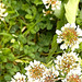 Clover Blooming.