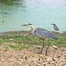 Two pondside herons
