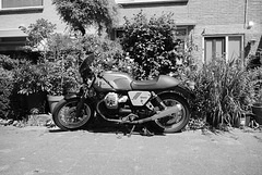 Guzzi