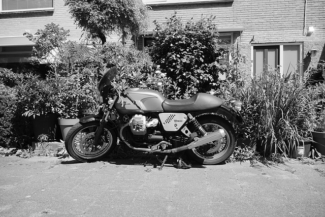 Guzzi