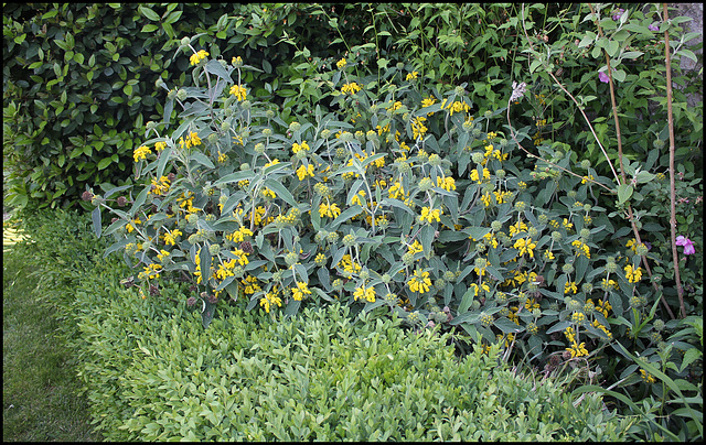 Phlomis (2)