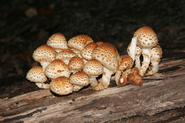 champignon-- mushroom