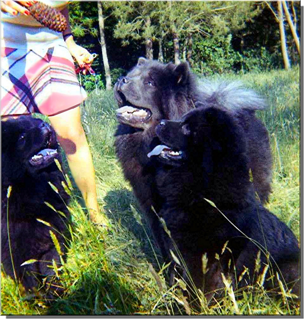 U'bien U'siaree et Vickiu dans le parc du Burck en 1971.... Qu'en dites-vous? Trois chow-chows en même temps, à quoi l'on se résout par amour!!!