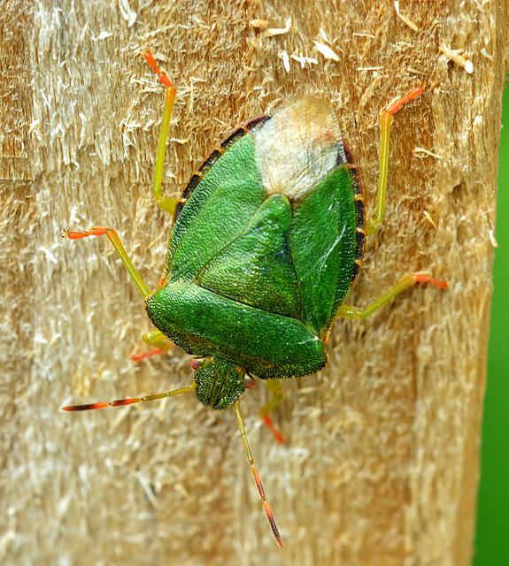 Green Shieldbug. Palomena prasina