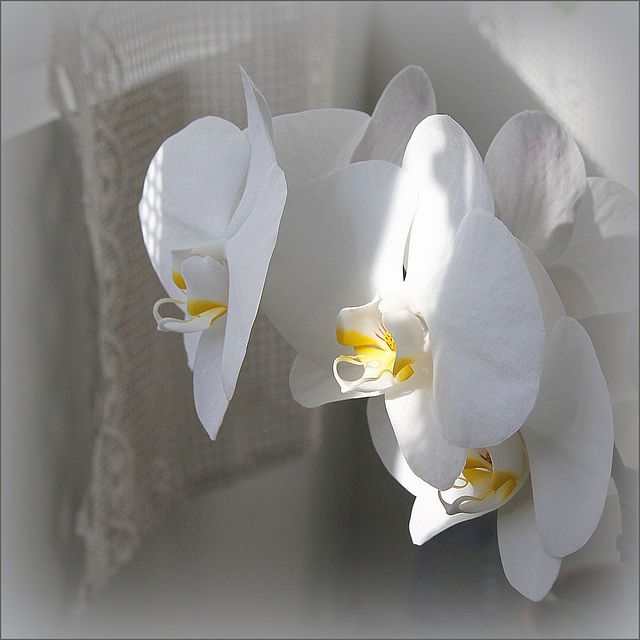 Phalaenopsis