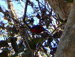 DSCN1919a - tié-sangue Ramphocelus bresilius dorsalis, Thraupidae Passeriformes