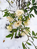 Roses in the snow