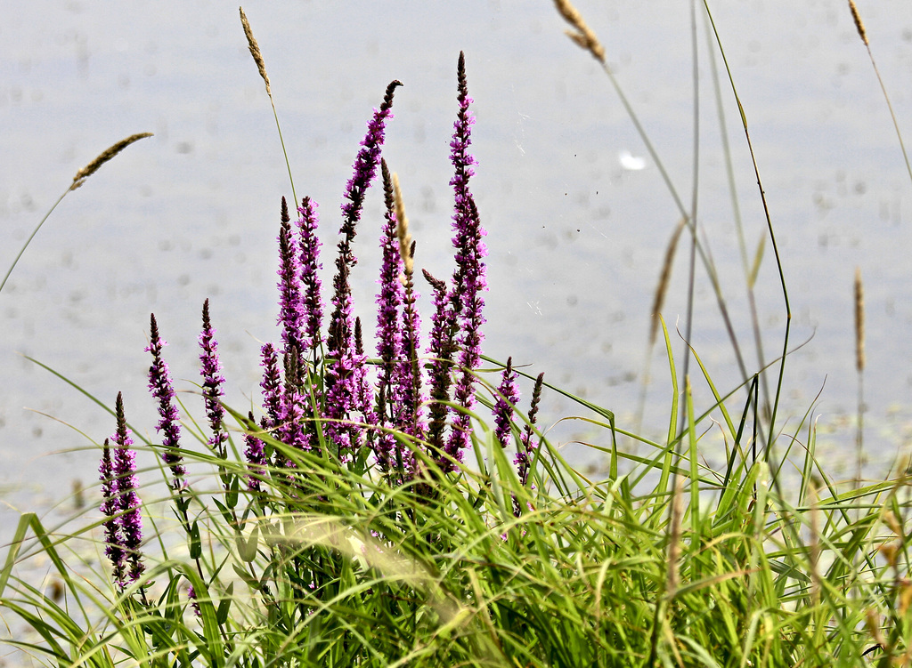 Natur am Weiher