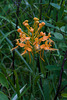 Platanthera ciliaris (Yellow Fringed orchid)