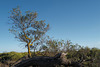 Acacia retinodes, Mimosa