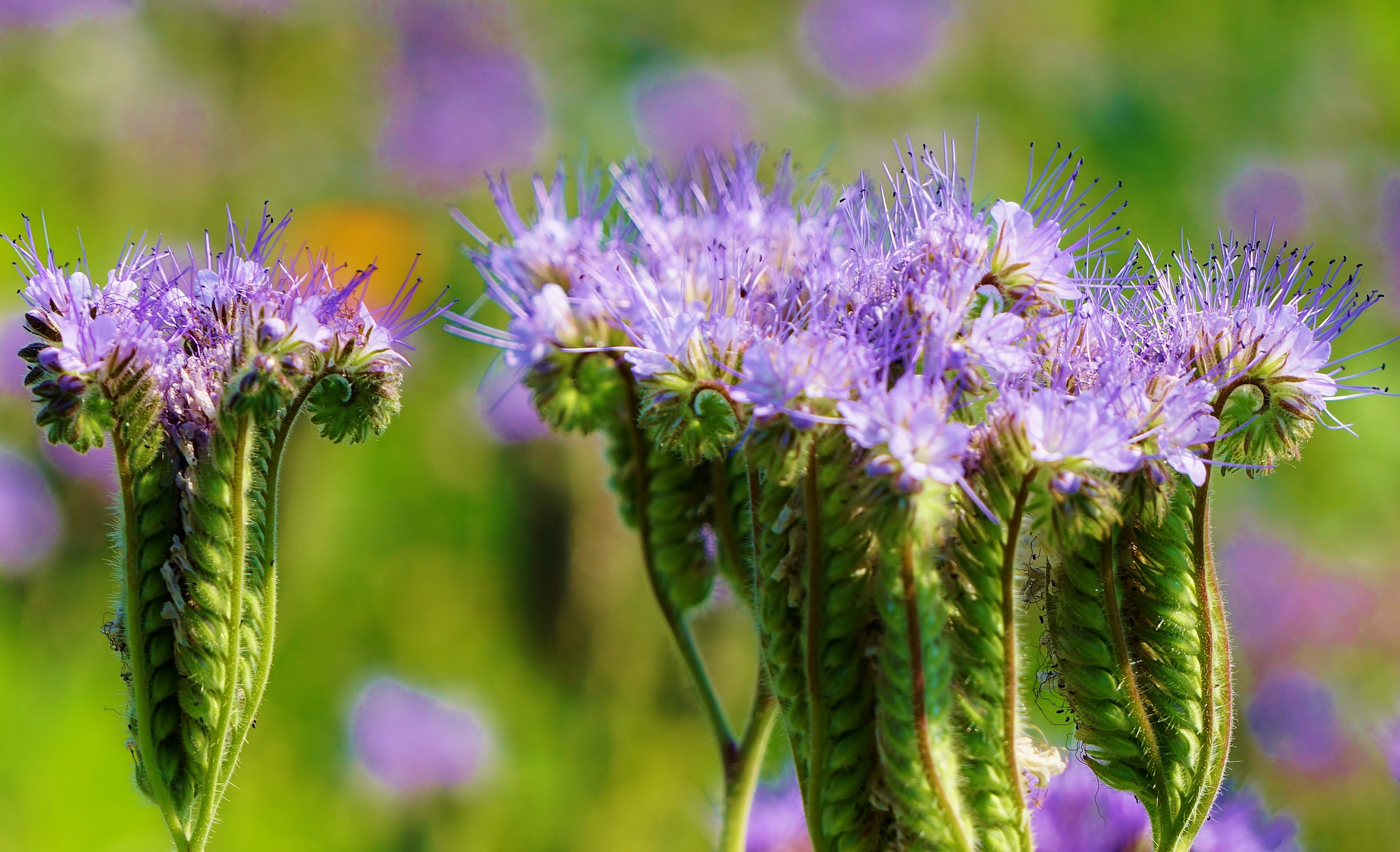 Sommer Bokeh - Summer bokeh