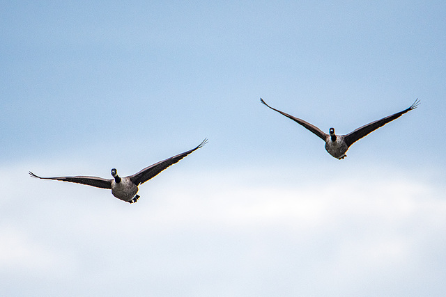 Canada geese