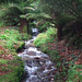 Stream and Tree Ferns