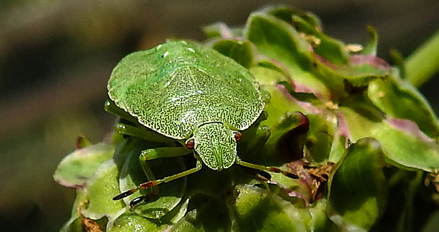 20210822 2510CPw [D~LIP] Grüne Stinkwanze (Palomena prasina) [Nymphe], Kleiner Wiesenknopf (Sanguisorba minor), Bad Salzuflen