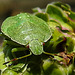 20210822 2510CPw [D~LIP] Grüne Stinkwanze (Palomena prasina) [Nymphe], Kleiner Wiesenknopf (Sanguisorba minor), Bad Salzuflen