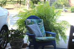 MY LARGE GREEN FERN, has done so good this year.... a favorite of mine~~    see info