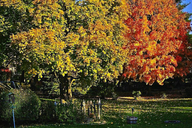 Backyard Sunrise In The Fall