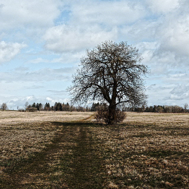 20250330_Wanderung Elbingerode