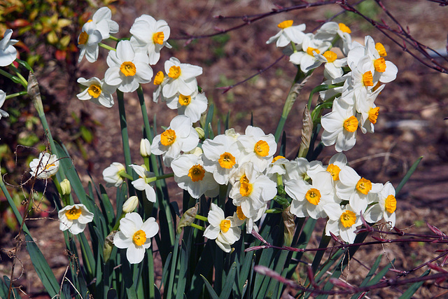 Narcissus