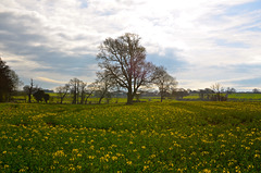 Spring fields, Brewood