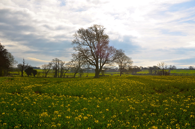 Spring fields, Brewood