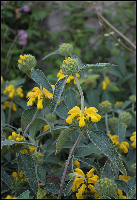 Phlomis (3)