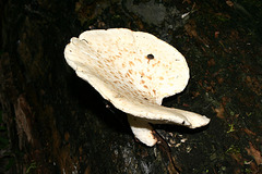 champignon-- mushroom