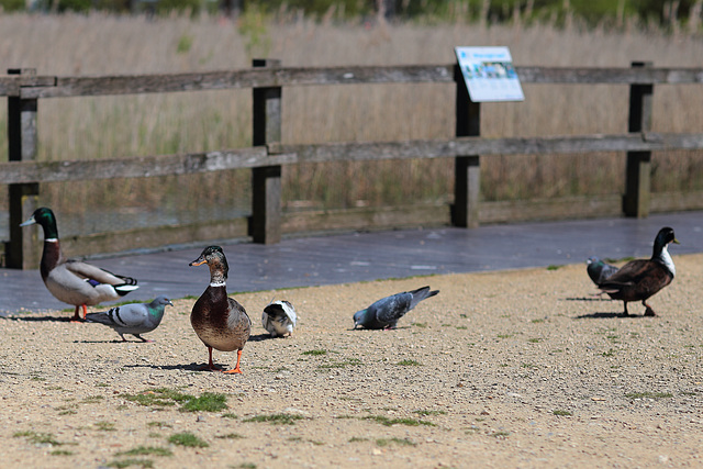 EOS 6D Peter Harriman 11 59 49 4323 Ducks2 dpp